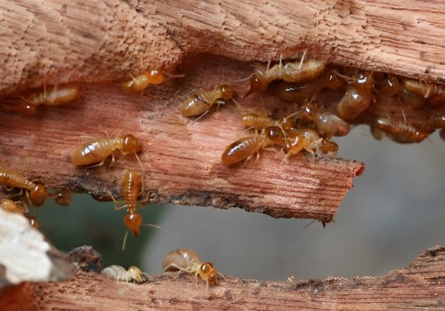 Why Every Presale Home Renovation In Fayetteville Needs A Trusted Pest Control Company